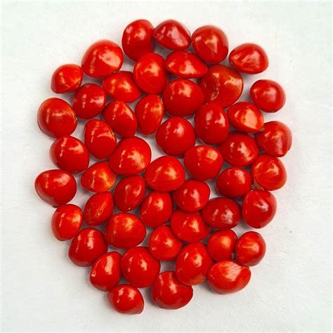 Tribist™ Manjadi Kuru, Adenanthera Pavonina, Coral Wood Tree, Acacia ...