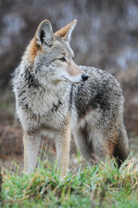 Coyote | Wiki Reino Animalia | Fandom powered by Wikia