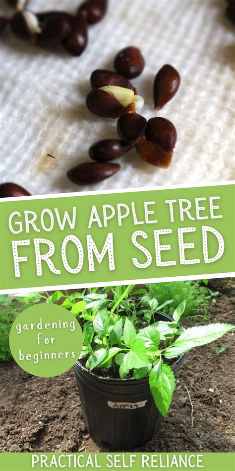 How to grow apple trees from seed – Artofit
