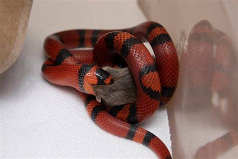Image result for Python Eating