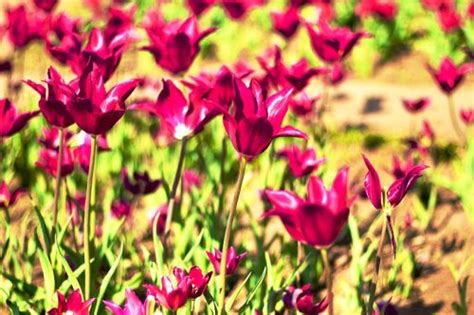 Rose Color 的图像结果