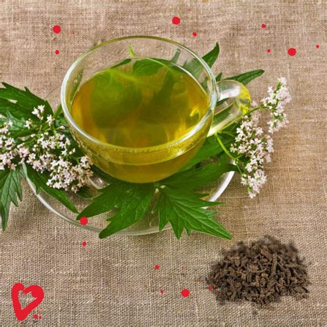 Valeriana infusión ¡Beneficios y Propiedades! 【2019】