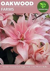 Oakwood Farms Imported Light Pink Color Oriental Lilies/Lily/Lillium ...