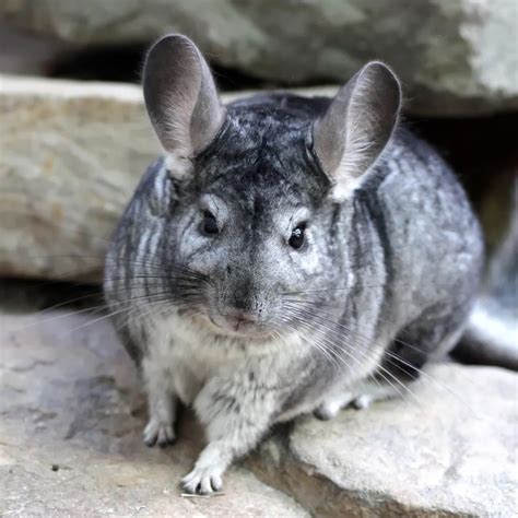 Chinchilla Animals | Interesting Facts & Latest Pictures | All Wildlife ...