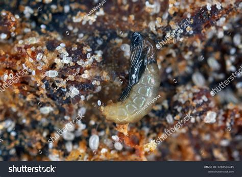 Fungus Gnats Larvae