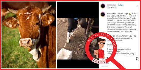 Exploding Cow Abscess 的图像结果