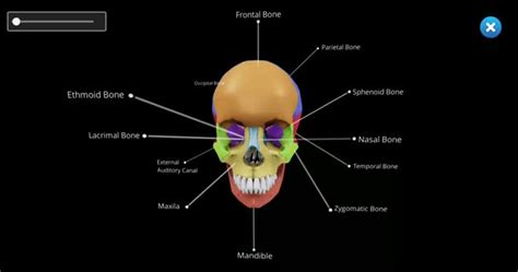 Computer Simulation Anatomy 的图像结果