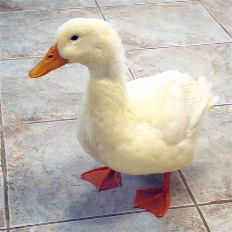 Linda the Duck's Prolapsed Phallus | DuckDVM