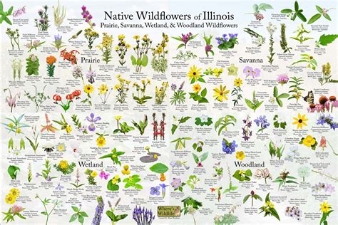 Illinois native plants – Artofit