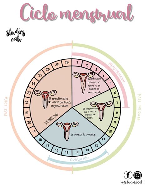 Fases del ciclo menstrual – Artofit
