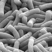 National Symbols of India