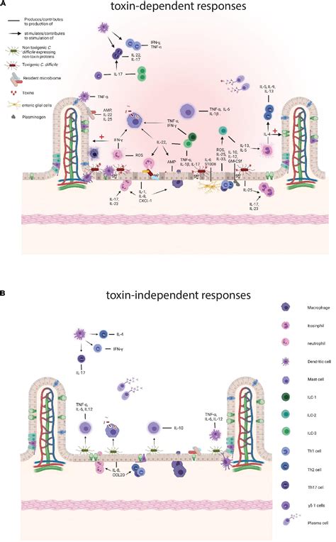 Frontiers | Host Immune Responses to Clostridioides difficile: Toxins ...