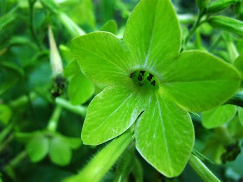 Image result for green flower background
