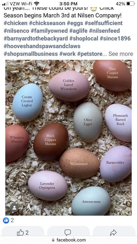 Image result for Chicken Farming Tips