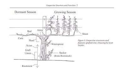 Grapevine Tutorial 的图像结果