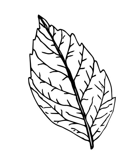 Hand-drawn vector drawing in black outline. Tree leaf with veins ...