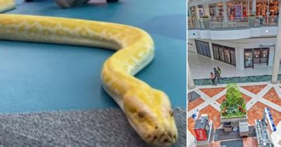 Image result for Python's Zoos Kaa Giant