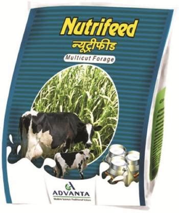 PURE AGROVET ENTERPRISES Nutrifeed Multi-cut Perennial Hybrid Seed ...