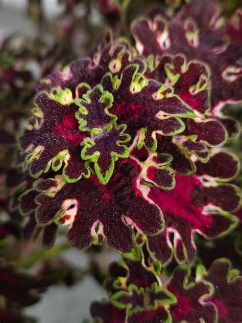 Coleus decurrens Gürke (World flora) - Pl@ntNet identify