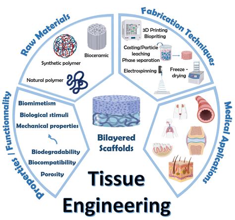 Bioengineering Examples 的图像结果