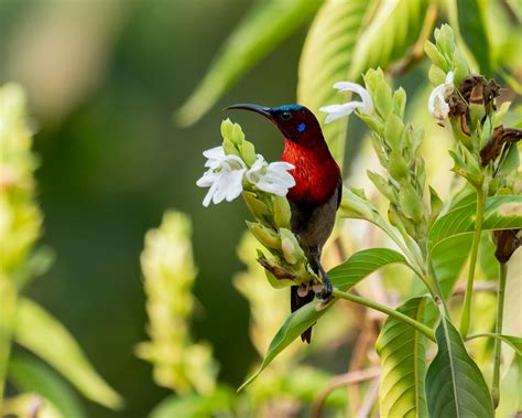 LetsGoa - Birdwatching at Bondla Wildlife Sanctuary Goa