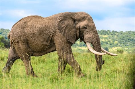 Image result for Elephant Toothpasste Exploding