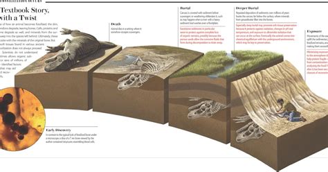 Image result for Fossil Formation Process