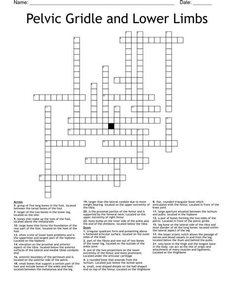 Pelvic Gridle and Lower Limbs Crossword - WordMint