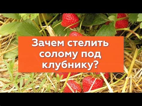 Зачем нужна солома в клубнике // Кенгуру - YouTube
