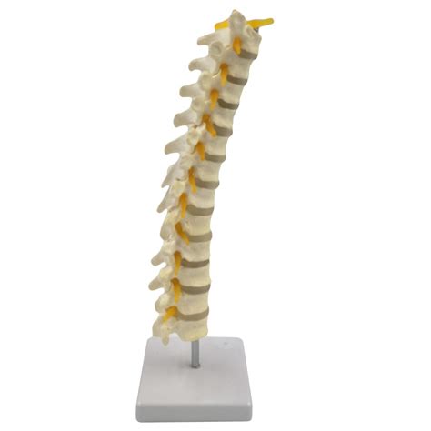 Buy Human Spine Model with Stand - Life Size Spine Model - Include ...