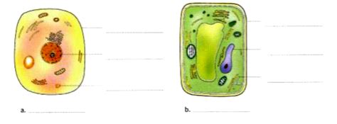 Identify and label the diagrams given below.