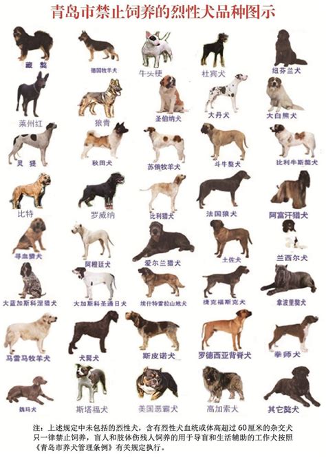 72种名犬图片名字,名犬图片大全加名字,72种名犬图片排名_大山谷图库