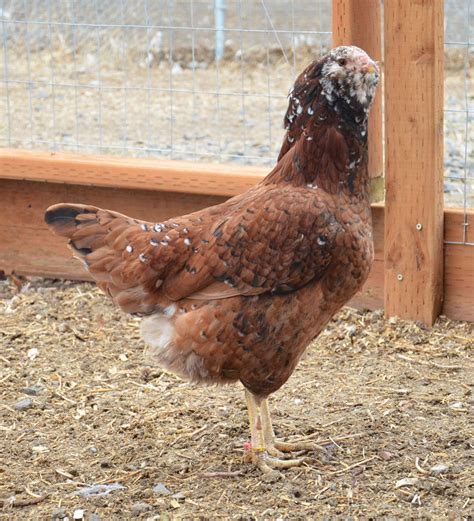 Russian Orloffs | Page 181 | BackYard Chickens - Learn How to Raise ...