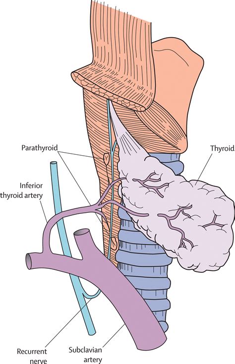 Life Expectancy After Parathyroid Surgery