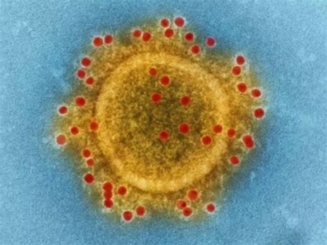 Scientists Warn Of New Botswana Variant Of Covid With ‘Horrific’ Number ...