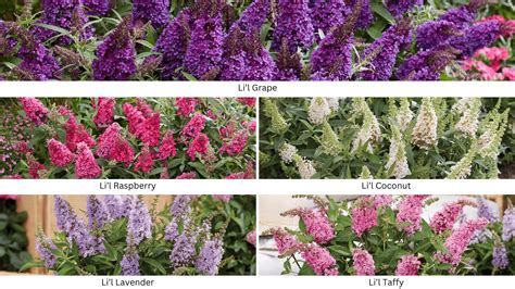 How to Grow and Care for Butterfly Candy Buddleia - Gardening Express ...