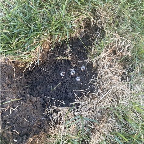 Grub Control in Elgin, IL | Complete Lawn Protection