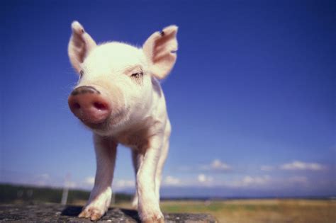 为确保生猪生产稳定保供，青岛用了这些招！ - 养猪补贴政策 - 中国养猪网-中国养猪行业门户网站