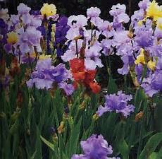 iris fiore coltivazione iris sguardo nel verde torino iris fiore coltivazione iris sguardo nel verde torino