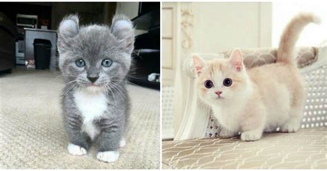 Teacup Munchkin Cat Price at Betty Crosby blog