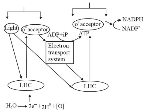 Observe the diagram and choose the correct answer.