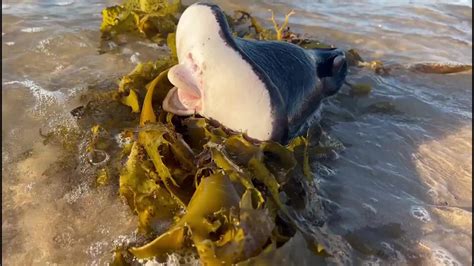 Image result for Alien Creature Bondi