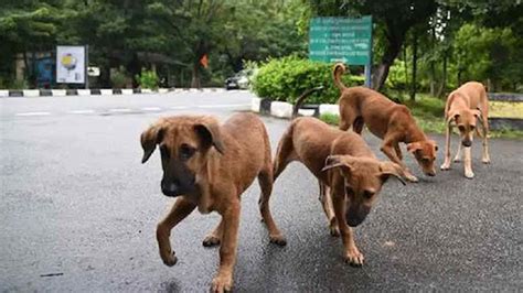 Telangana: NIT Warangal chief warden, dog-catchers booked for ‘inhumane ...