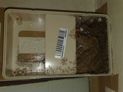 Termite Control Protection & Treatment