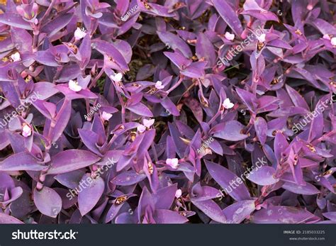 Purple Heart Ground Cover Plant