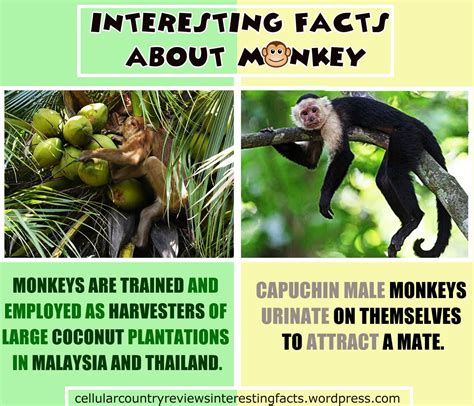 Monkey Facts Interesting at Randee Andes blog