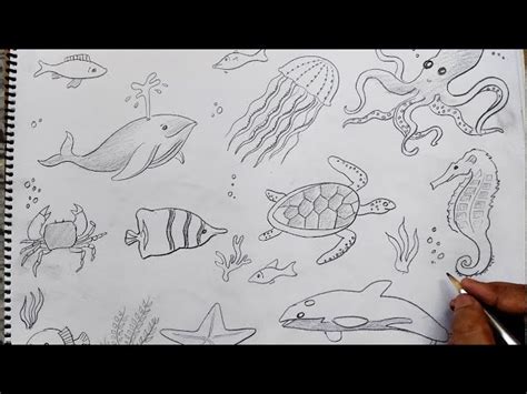 How To Draw Ocean Animals Step By Step Realistic