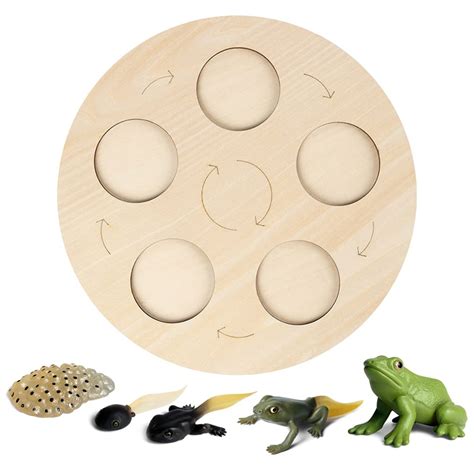 Hpory Montessori Life Cycle Tray Wooden Life Cycle Board Life ...