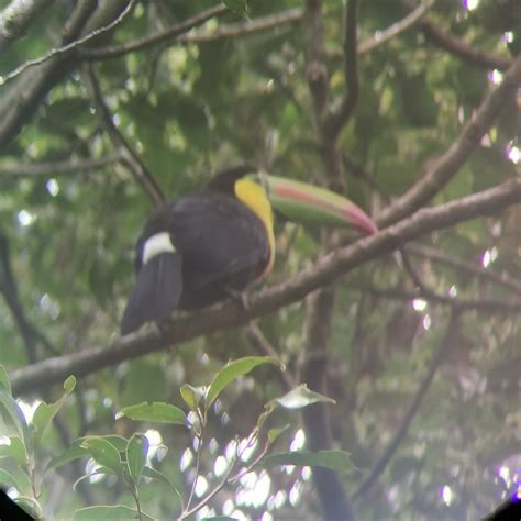 ECOTREKS MONTEVERDE (2026) All You Need to Know BEFORE Going (with Photos)