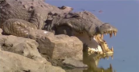 Watch this stunning video of Machli, the Tiger Queen, fight a 14-feet ...
